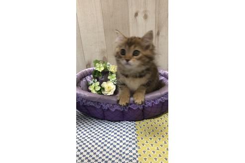 成約済の大阪府のサイベリアン-9936の4枚目