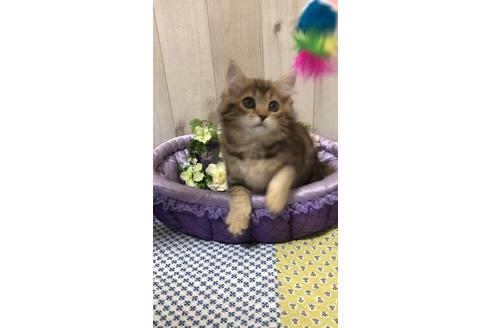 成約済の大阪府のサイベリアン-9936の3枚目