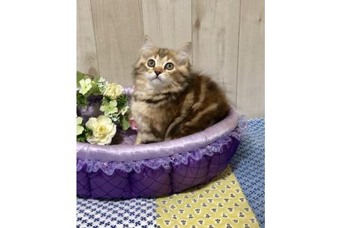 成約済の大阪府のサイベリアン-9936の2枚目