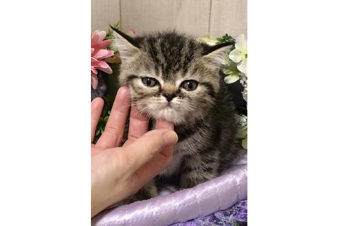 成約済の大阪府のエキゾチックショートヘア-9937の8枚目