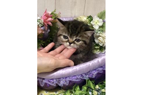 成約済の大阪府のエキゾチックショートヘア-9937の7枚目