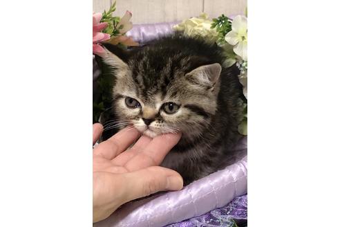 成約済の大阪府のエキゾチックショートヘア-9937の6枚目