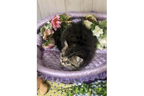 成約済の大阪府のエキゾチックショートヘア-9937の4枚目