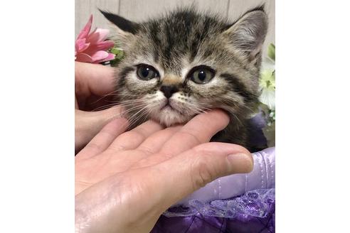 成約済の大阪府のエキゾチックショートヘア-9937の2枚目