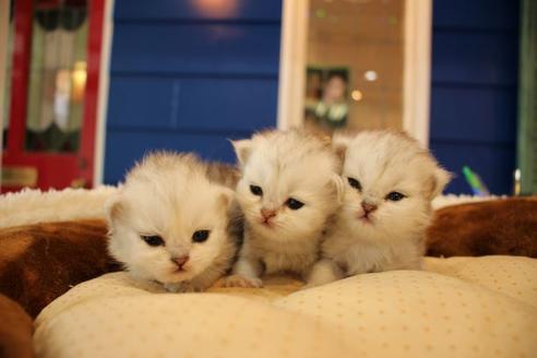 成約済の大阪府のペルシャ-9949の6枚目