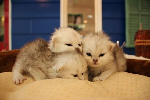 成約済の大阪府のペルシャ-9949の5枚目