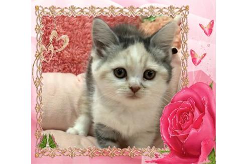 成約済の大阪府のスコティッシュフォールド-9954の4枚目