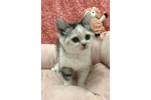 成約済の大阪府のスコティッシュフォールド-9954の3枚目