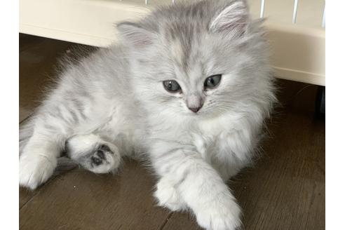 千葉県のラガマフィン 女の子 01 生まれ シルバータビー 子猫id 9956 子猫ブリーダーナビ 千葉県のラガマフィン 女の子 01 生まれ シルバータビー 子猫id 9956 子猫ブリーダーナビ