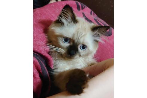 成約済の愛知県のヒマラヤン-9685の10枚目