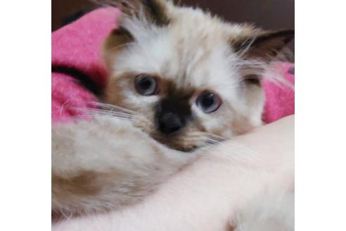 成約済の愛知県のヒマラヤン-9685の9枚目