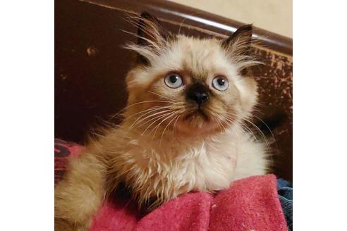 成約済の愛知県のヒマラヤン-9685の8枚目