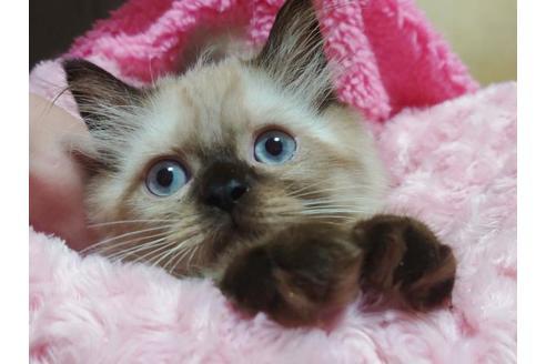 成約済の愛知県のヒマラヤン-9685の6枚目