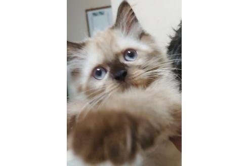 成約済の愛知県のヒマラヤン-9685の5枚目