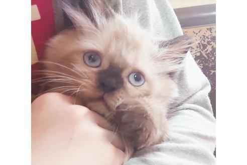 成約済の愛知県のヒマラヤン-9685の4枚目