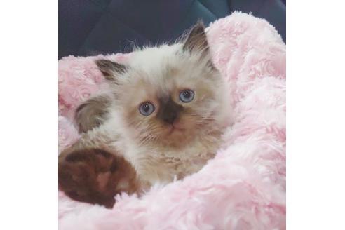 成約済の愛知県のヒマラヤン-9685の1枚目