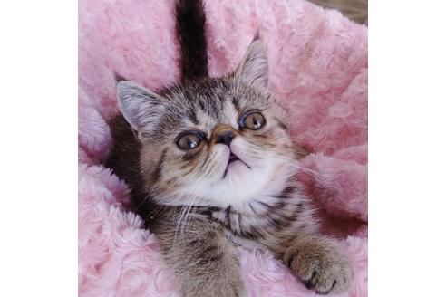 成約済の愛知県のエキゾチックショートヘア-9923の9枚目