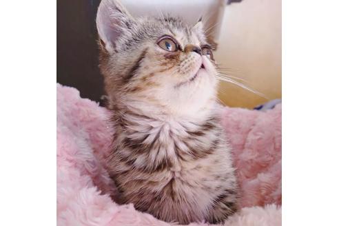 成約済の愛知県のエキゾチックショートヘア-9923の8枚目