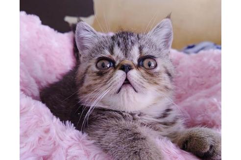 成約済の愛知県のエキゾチックショートヘア-9923の7枚目