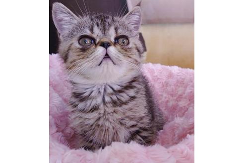 成約済の愛知県のエキゾチックショートヘア-9923の6枚目