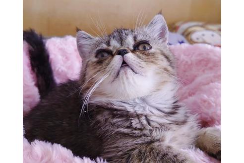 成約済の愛知県のエキゾチックショートヘア-9923の5枚目