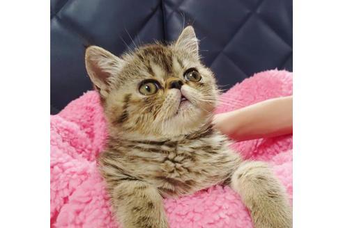 成約済の愛知県のエキゾチックショートヘア-9923の3枚目