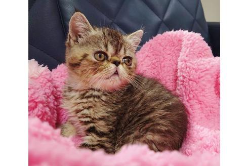 成約済の愛知県のエキゾチックショートヘア-9923の2枚目