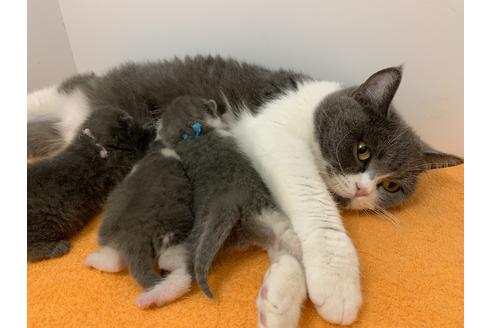 成約済の千葉県のブリティッシュショートヘア-9996の6枚目