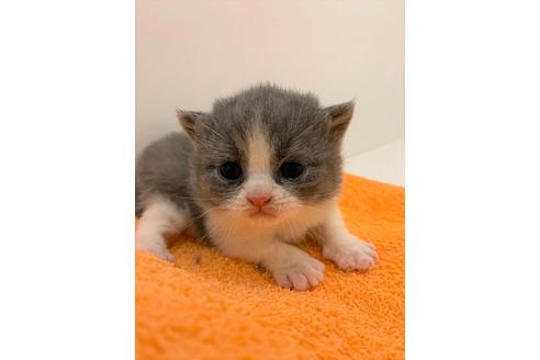 成約済の千葉県のブリティッシュショートヘア-9996の4枚目