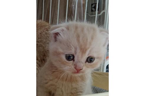 成約済の愛知県のスコティッシュフォールド-10009の6枚目