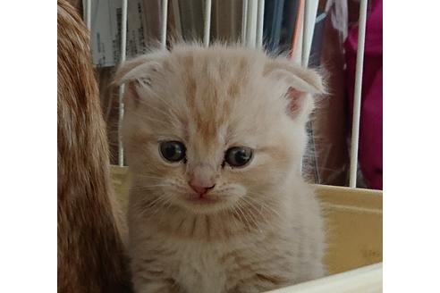 成約済の愛知県のスコティッシュフォールド-10009の5枚目
