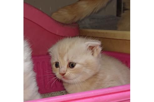 成約済の愛知県のスコティッシュフォールド-10009の2枚目