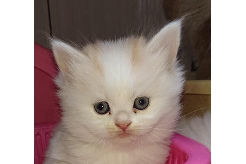 成約済の愛知県のスコティッシュフォールド-10010の1枚目