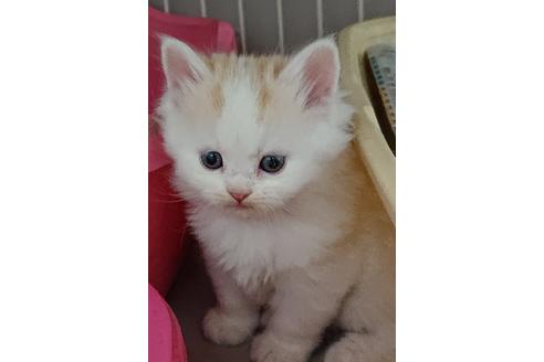 成約済の愛知県のスコティッシュフォールド-10010の4枚目