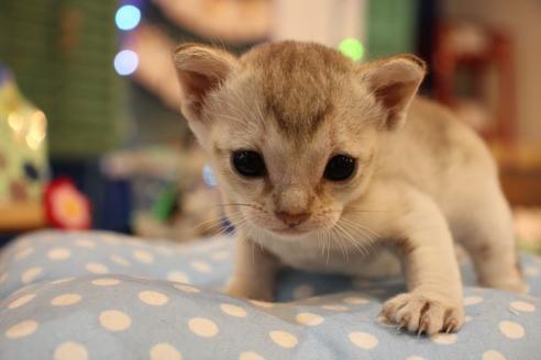 成約済の大阪府のシンガプーラ-10042の5枚目