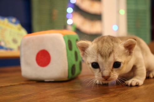 成約済の大阪府のシンガプーラ-10042の4枚目