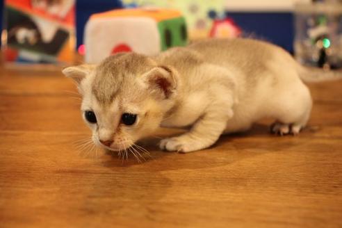 成約済の大阪府のシンガプーラ-10042の3枚目
