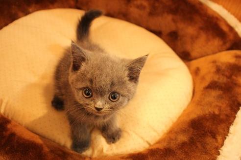 成約済の大阪府のブリティッシュショートヘア-9813の5枚目