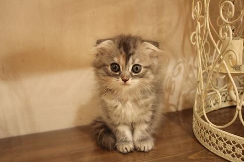 成約済の大阪府のスコティッシュフォールド-9814