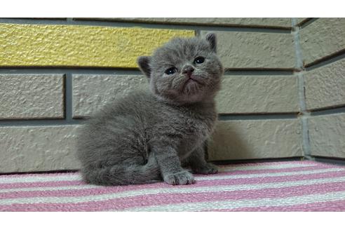 ブリティッシュショートヘア 子猫id の詳細情報 北海道 男の子 02 29生まれ ブリテッシュブルー 子猫ブリーダーナビ