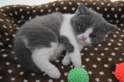 成約済の千葉県のブリティッシュショートヘア-9996の2枚目