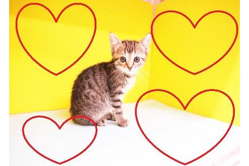 成約済の東京都のその他の猫種-10106の2枚目