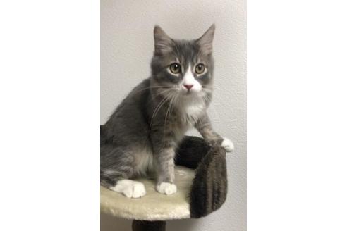 成約済の大阪府のサイベリアン-10107の4枚目