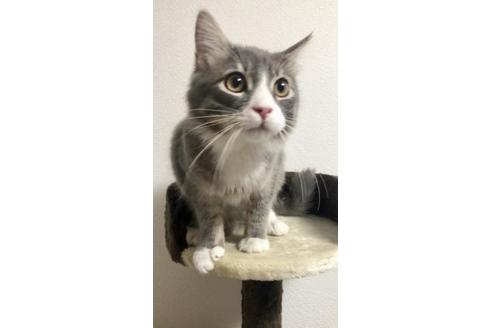 成約済の大阪府のサイベリアン-10107の3枚目