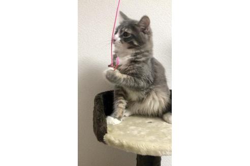 成約済の大阪府のサイベリアン-10107の2枚目