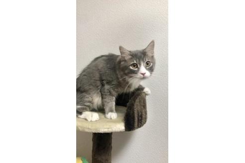 成約済の大阪府のサイベリアン-10107の1枚目