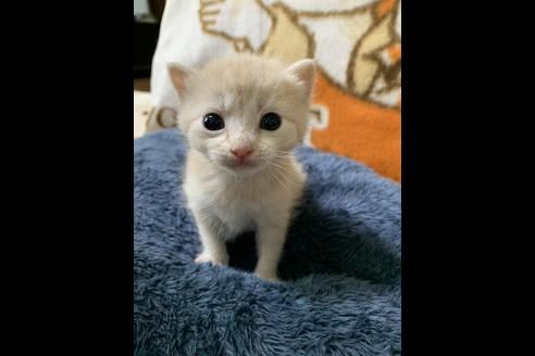 成約済の埼玉県のスコティッシュフォールド-10109の3枚目