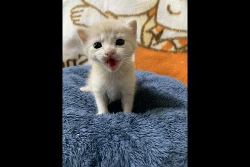 成約済の埼玉県のスコティッシュフォールド-10109の2枚目