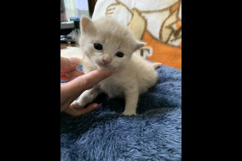 成約済の埼玉県のスコティッシュフォールド-10110の3枚目