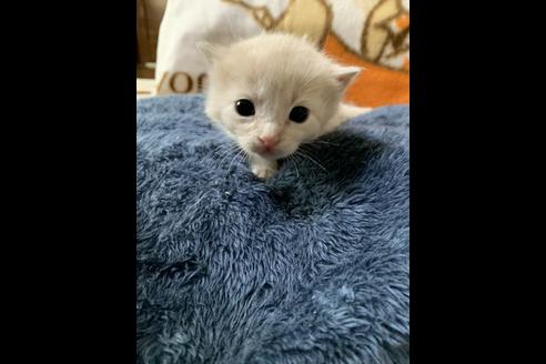 成約済の埼玉県のスコティッシュフォールド-10113の3枚目